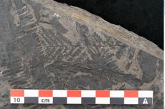 Foto (Detailansicht) von Pecopteris sp. (NHMW-GEO-2024-0188-10484)